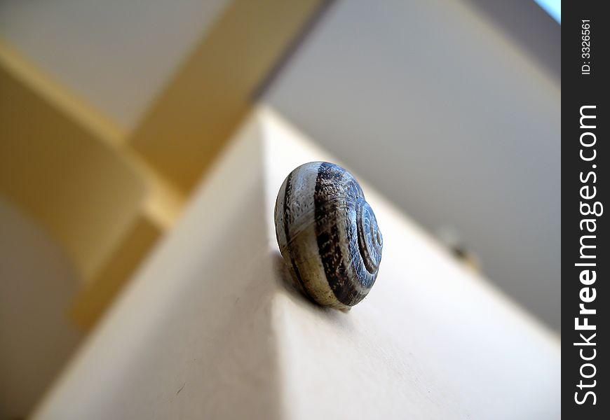 Snail attacked to the wall