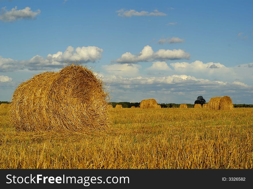 Hay bales on a golden field with blue sky and white clouds. Hay bales on a golden field with blue sky and white clouds