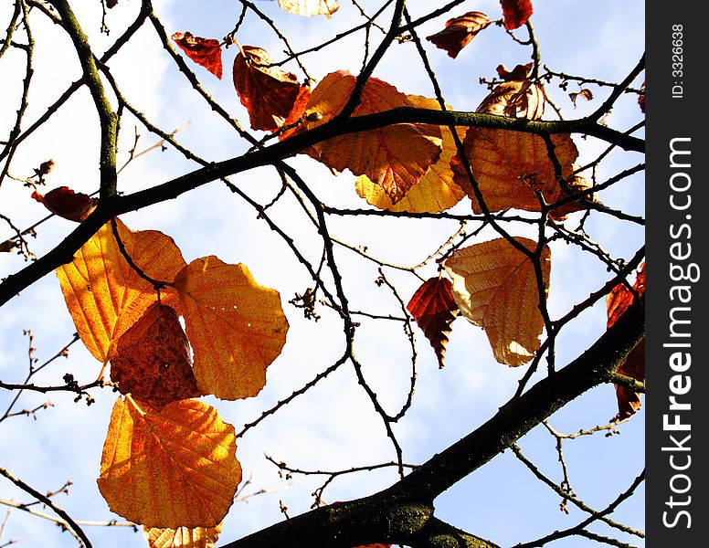 Foliage on a twig in autumn colour. Foliage on a twig in autumn colour