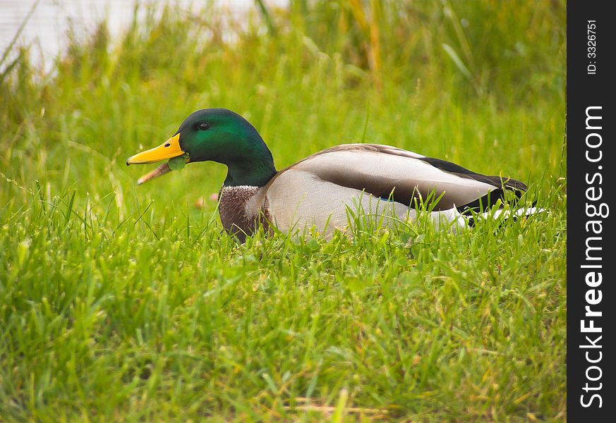 Mallard male eating in grass