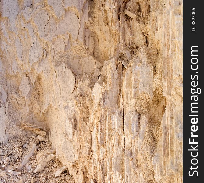 Rotten wood, texture close-up