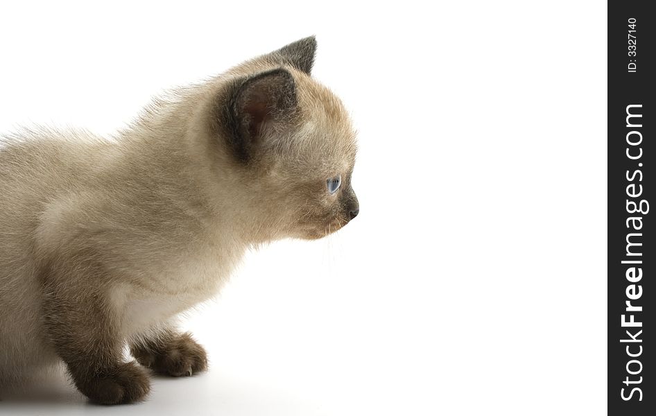 Siamese kitten on white background