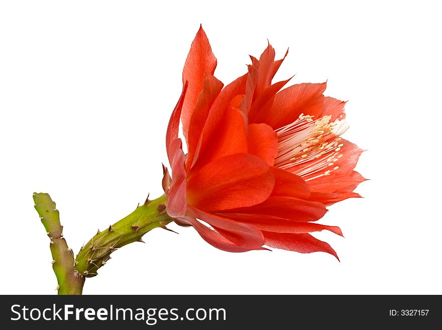 Epiphyllum, red flower, orchid cacti. Epiphyllum, red flower, orchid cacti