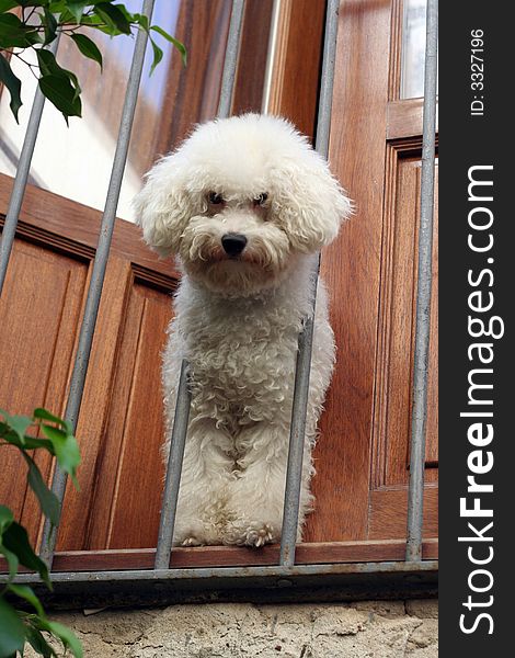 Pure breed white french poodle peeking out from balcony. Pure breed white french poodle peeking out from balcony