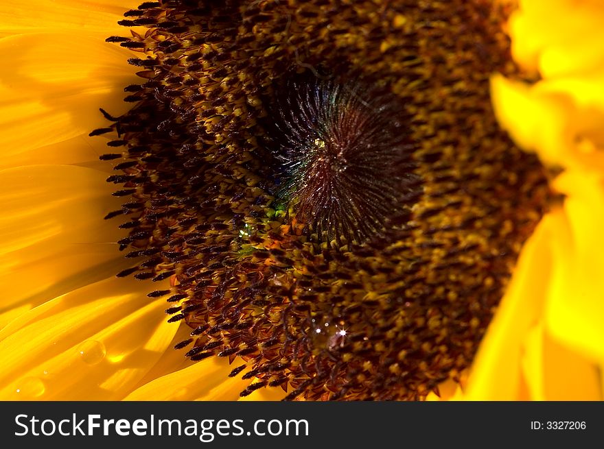 Flower yellow sunflower  background plant