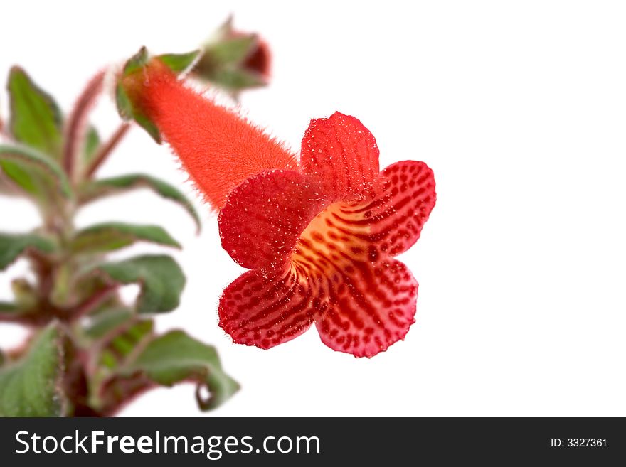 Flower on white