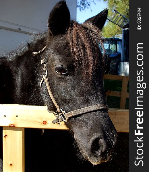 The face of a black miniature horse.