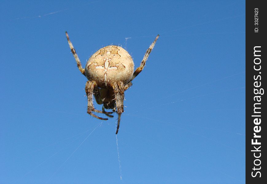 spider with blue background