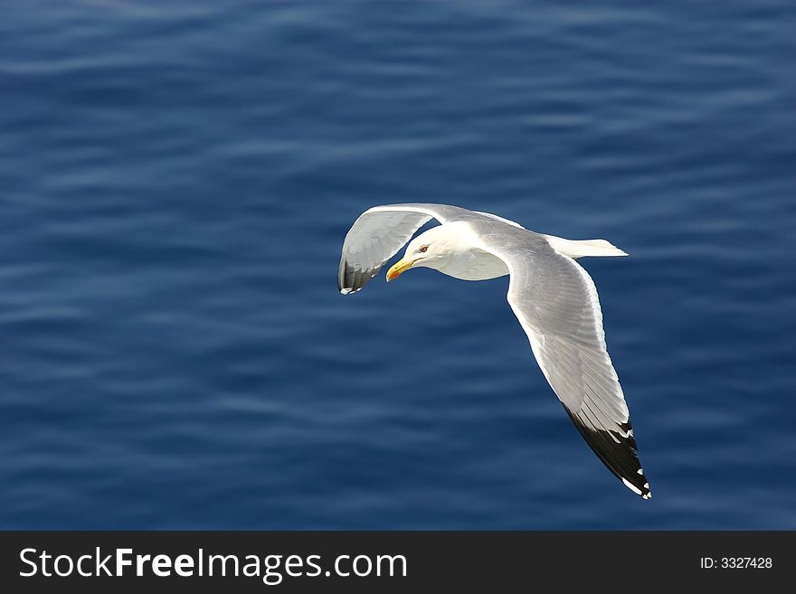 Black wingtip seagull flying over blue water