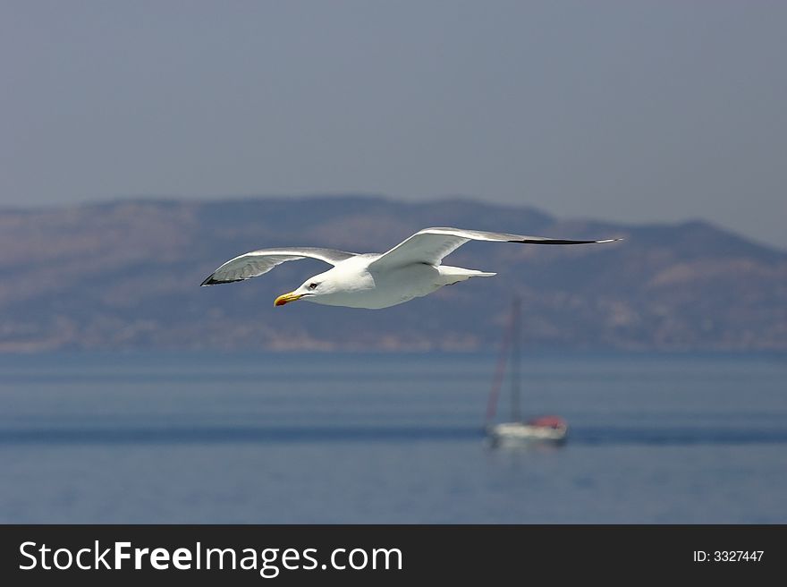 Seagull in flight near coastline