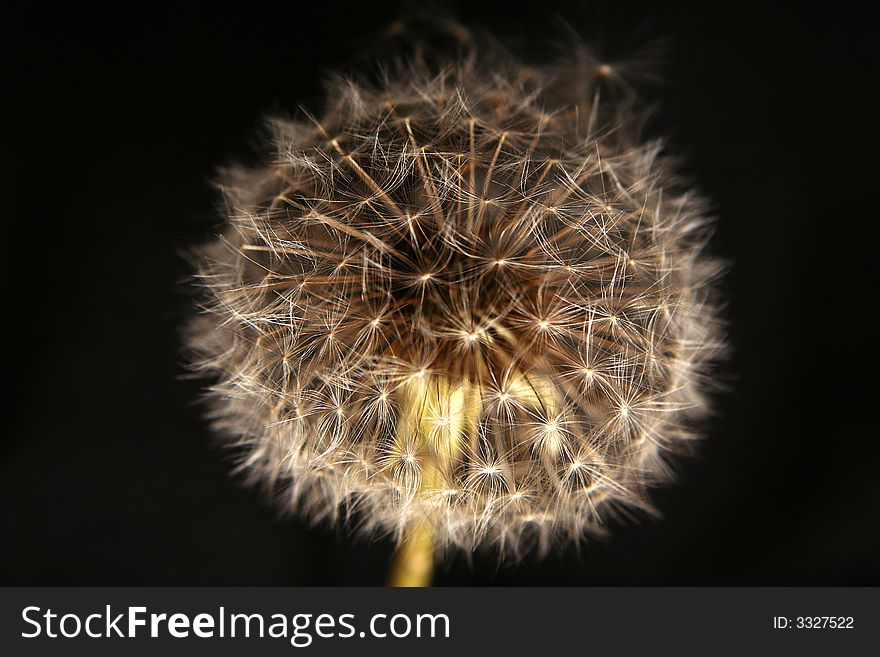 Dandelion in black background in the wind