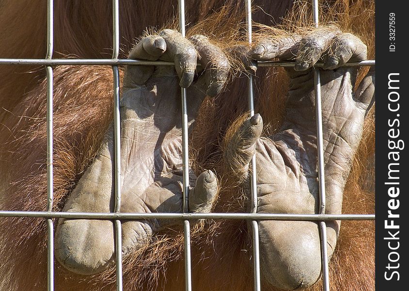 Hands of an orangutan