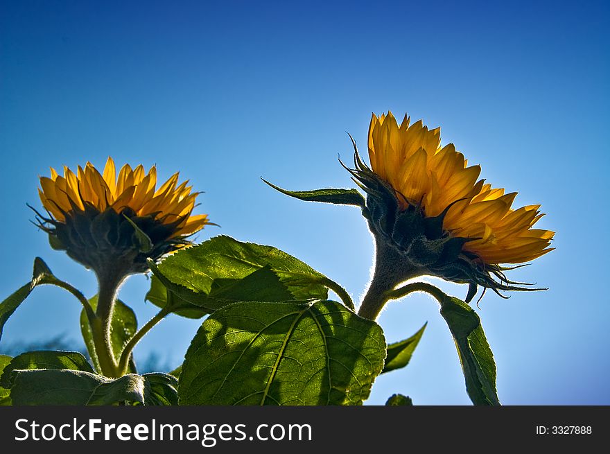 Yellow Sunflowers against blue sky