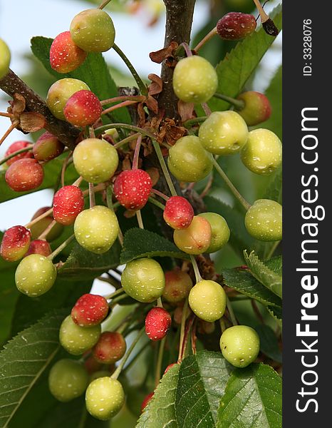 Growing cherries on the tree in an orchard.