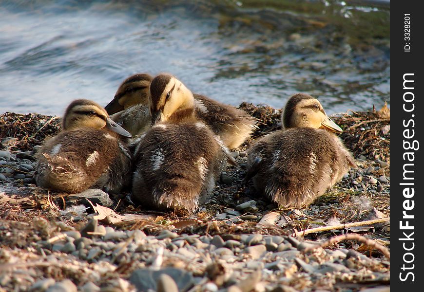 Baby ducks nesting next to the lake. Baby ducks nesting next to the lake.