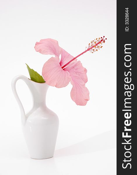 Detail of tropical hibiscus flower in a vase isolated on white. Detail of tropical hibiscus flower in a vase isolated on white