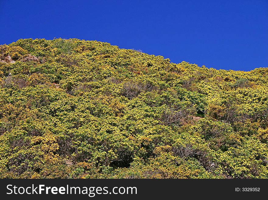 Wavy shape colorful landscape. Bright blue sky, yellow-green bush. Wavy shape colorful landscape. Bright blue sky, yellow-green bush.