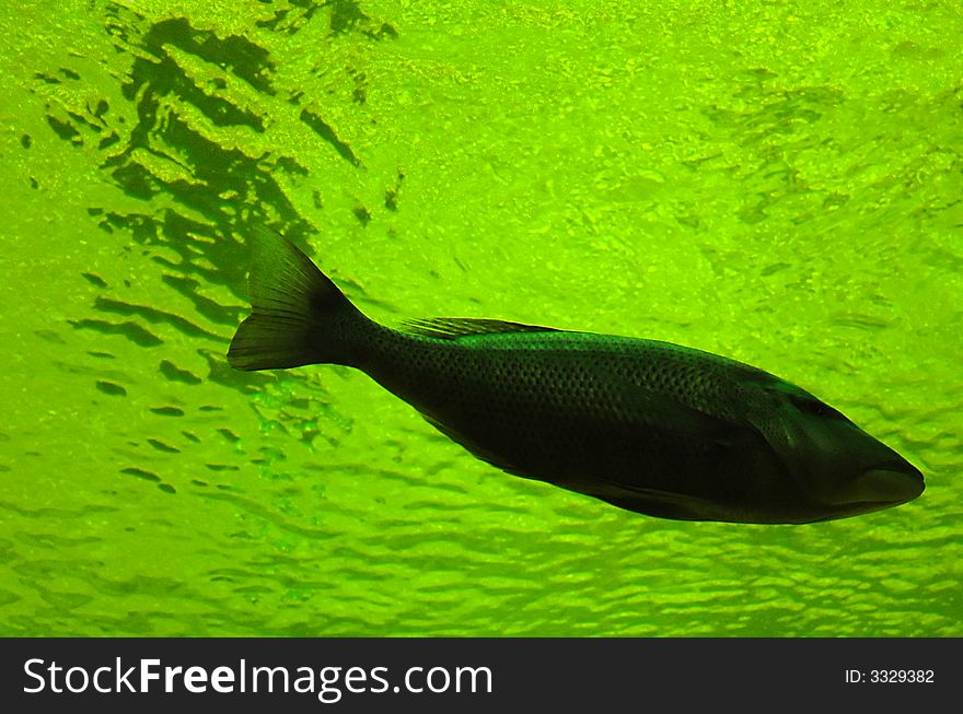 Silhouette of fish in bright green water. Silhouette of fish in bright green water.