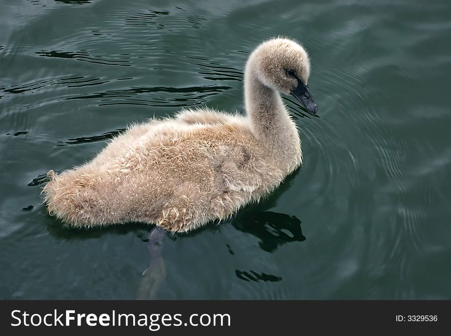Cute baby swan chick swimming in dark green water. Cute baby swan chick swimming in dark green water
