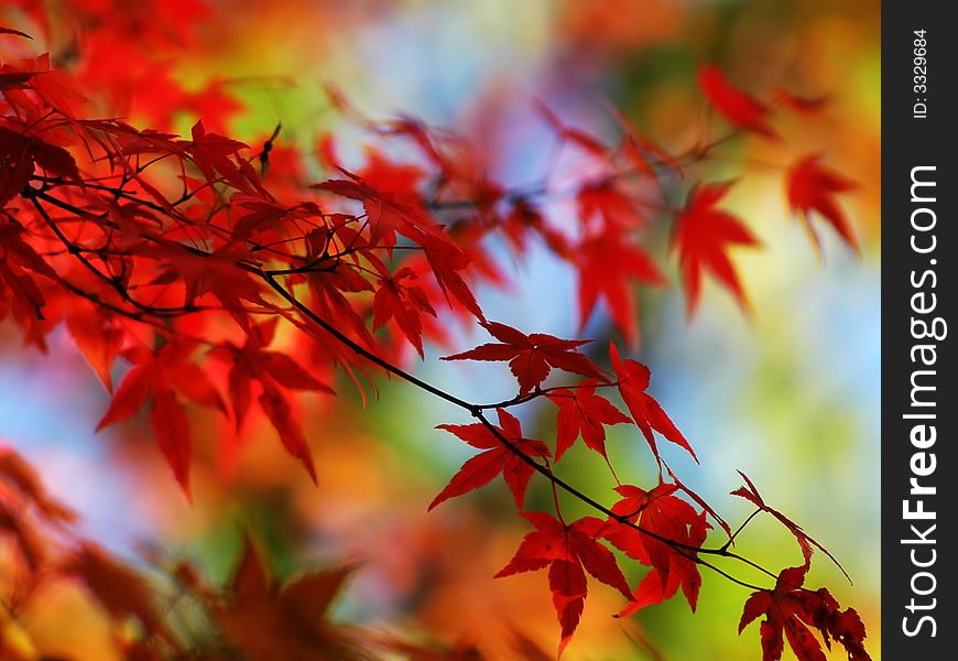 A closeup photo of a branch with red leaves. A closeup photo of a branch with red leaves