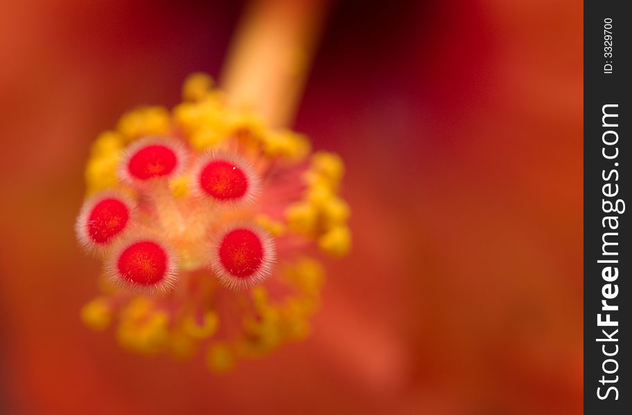 Macro of the five pistils of hibiscus which can be seen as the vertices of a pentagon. The out of focuses yellow collar are the flower's stamens.