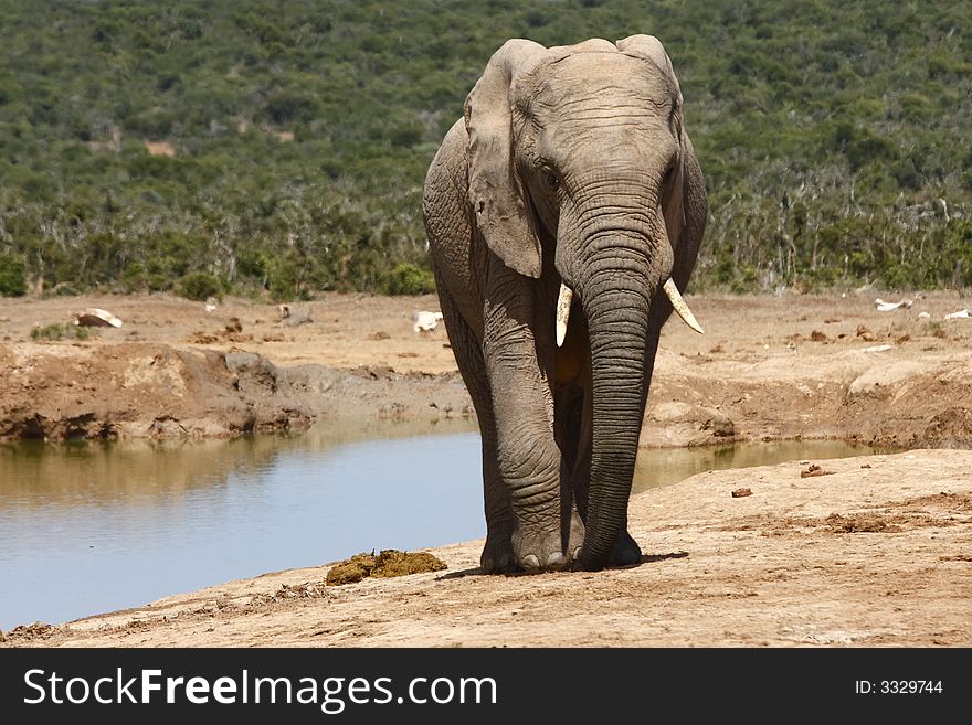 Young bull elephant walking away from the water hole. Young bull elephant walking away from the water hole