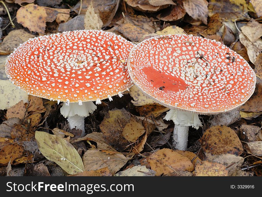 Red fly agaric in an autumn wood