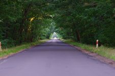 The Road Through The Forest. Royalty Free Stock Image