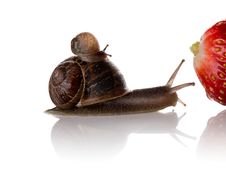Mother And Baby Snails On The Way To A Big Strawberry Royalty Free Stock Photography