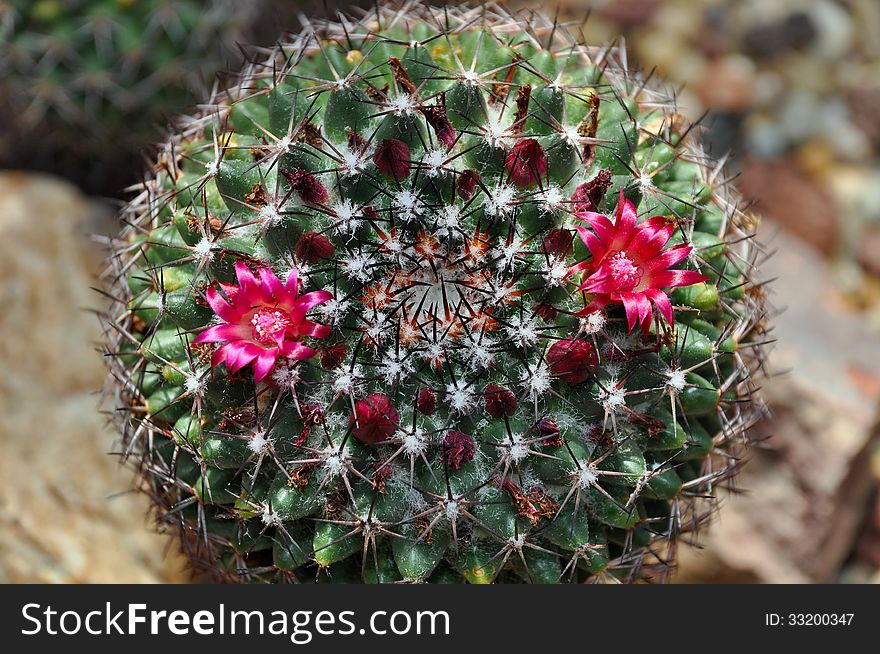 Prickly flowering cactus plant