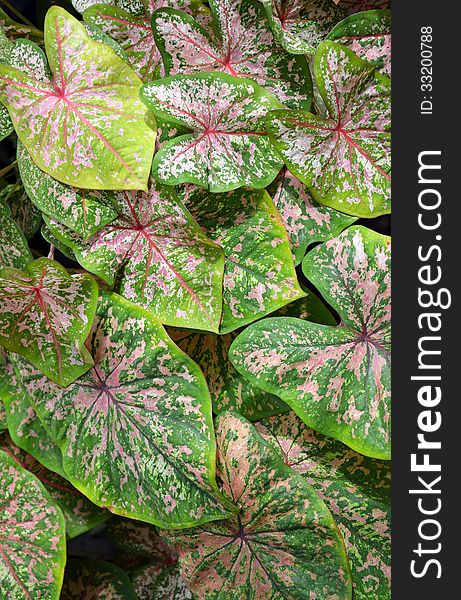 Pink and green elephant ear plants