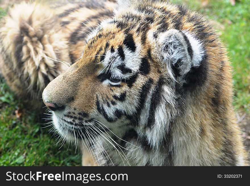 A close up of a tiger cub