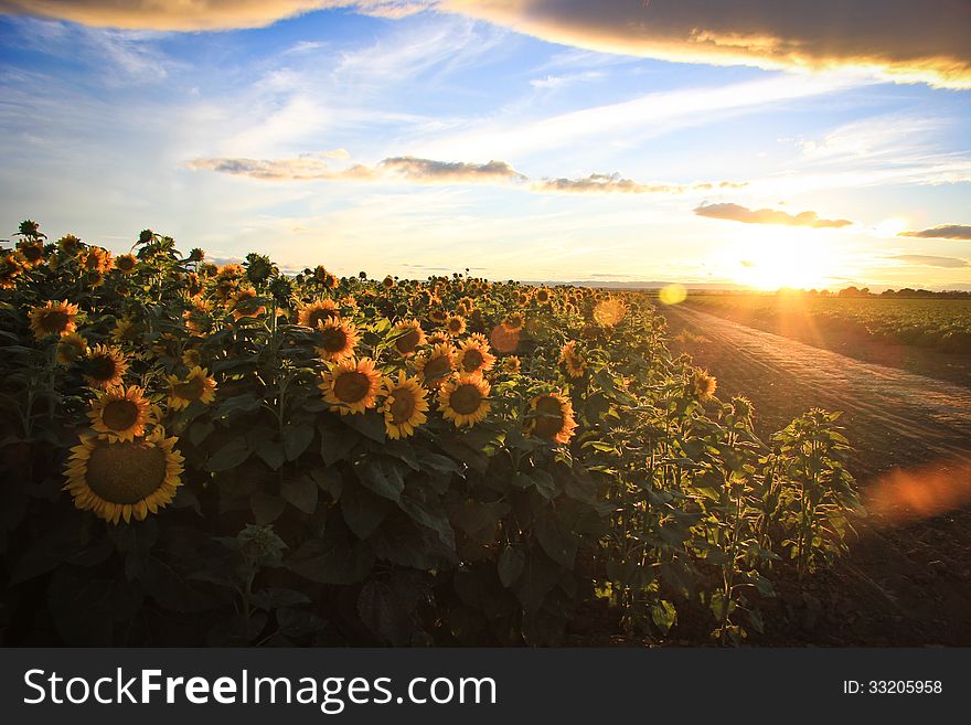 Sunflower fields on a country road