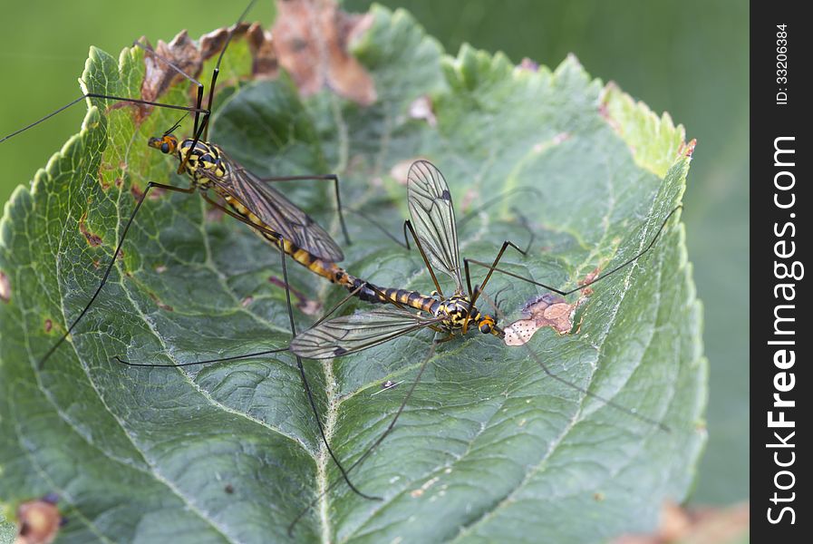 Crane flies (Tipulidae )belong to order Diptera, as well as ordinary mosquitoes and flies. But they are perfectly safe for a man to feed on nectar or suck the water. Some of them are very attractive. Found amongst the grass on wet meadows or in the woods. The length varies from 2 to 60 mm. Crane flies (Tipulidae )belong to order Diptera, as well as ordinary mosquitoes and flies. But they are perfectly safe for a man to feed on nectar or suck the water. Some of them are very attractive. Found amongst the grass on wet meadows or in the woods. The length varies from 2 to 60 mm