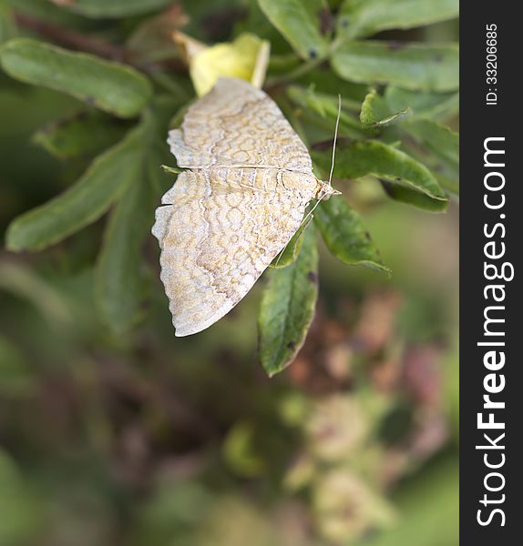 Moth: Camptogramma Bilineata