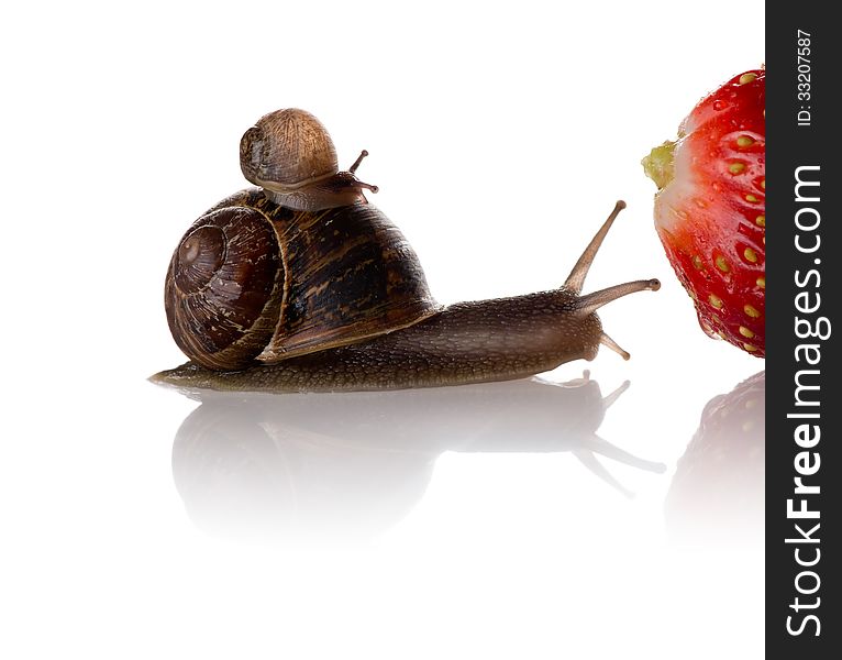 A photo of mother and baby snails on the way to a big strawberry.