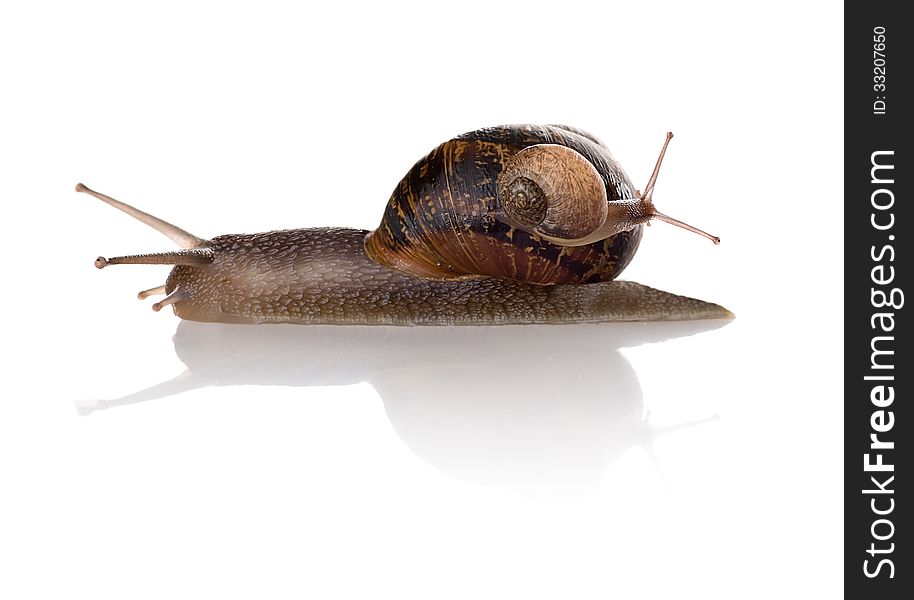 Mother and baby snails  on white