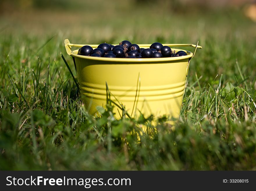 A bucket full of blackcurrants on grass background