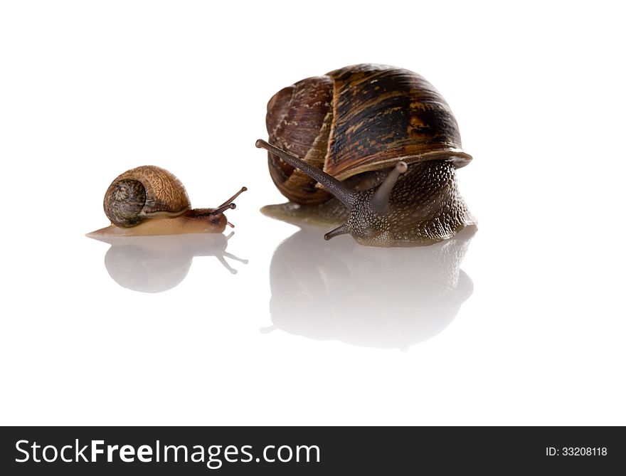 An photo of mother and child snails.