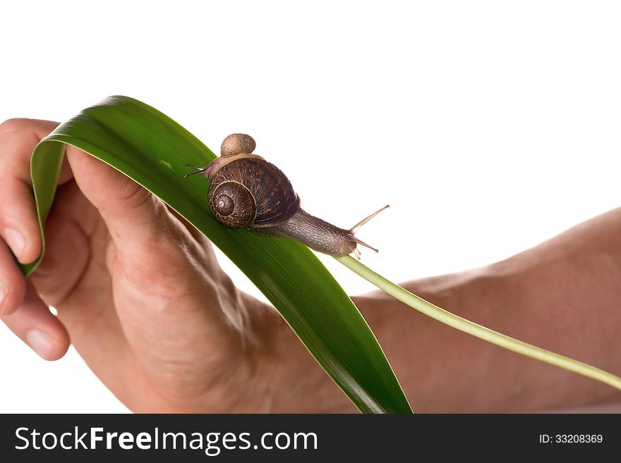 A photo of big and small snails on a leaf. A photo of big and small snails on a leaf.