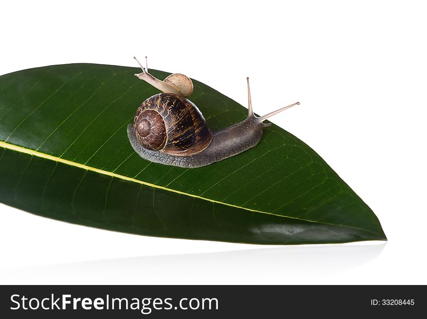 A closeup photo of mother and baby snails on a leaf.