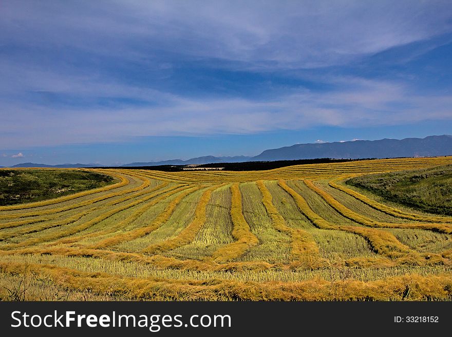 This image of the lines of harvest with the ominous sky and mountains in the background was taken in the West Valley area near Kalispell, MT. This image of the lines of harvest with the ominous sky and mountains in the background was taken in the West Valley area near Kalispell, MT.