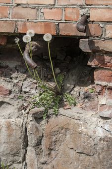 Dandelions Growing On An Old Brick Wall, Vertical Format Stock Photos Dandelions Growing On An Old Brick Wall, Vertical Format Stock Photos