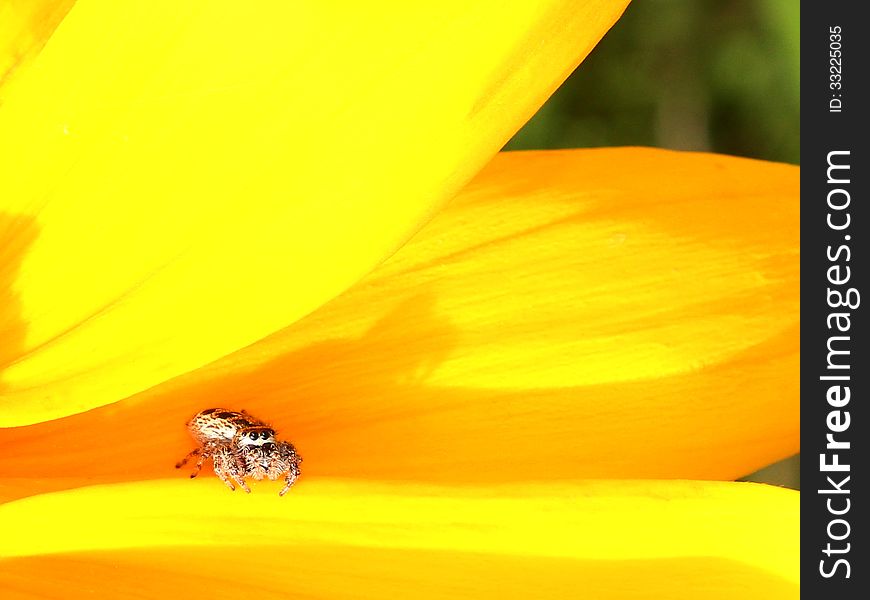 Small wolf spider, sitting on a flower petal, casts a shadow as he watches the photographer. Small wolf spider, sitting on a flower petal, casts a shadow as he watches the photographer.