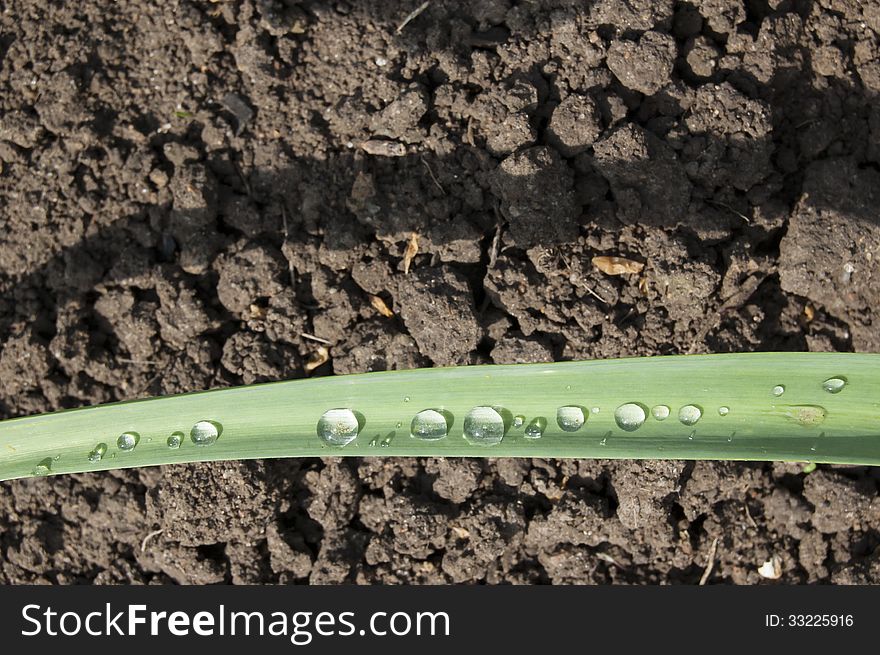 Raindrops on the garlic leaves on the background soil