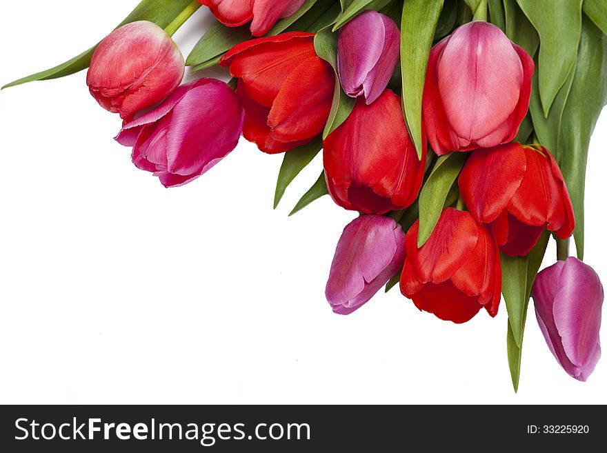 Pink and purple tulips isolated on white background. Pink and purple tulips isolated on white background