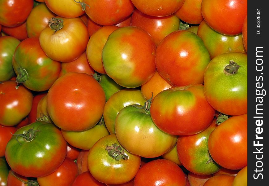 Branches Ramallet Mallorcan ripe tomatoes. Branches Ramallet Mallorcan ripe tomatoes