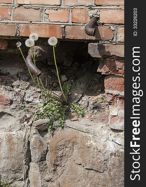 Dandelions growing on an old brick wall, vertical format