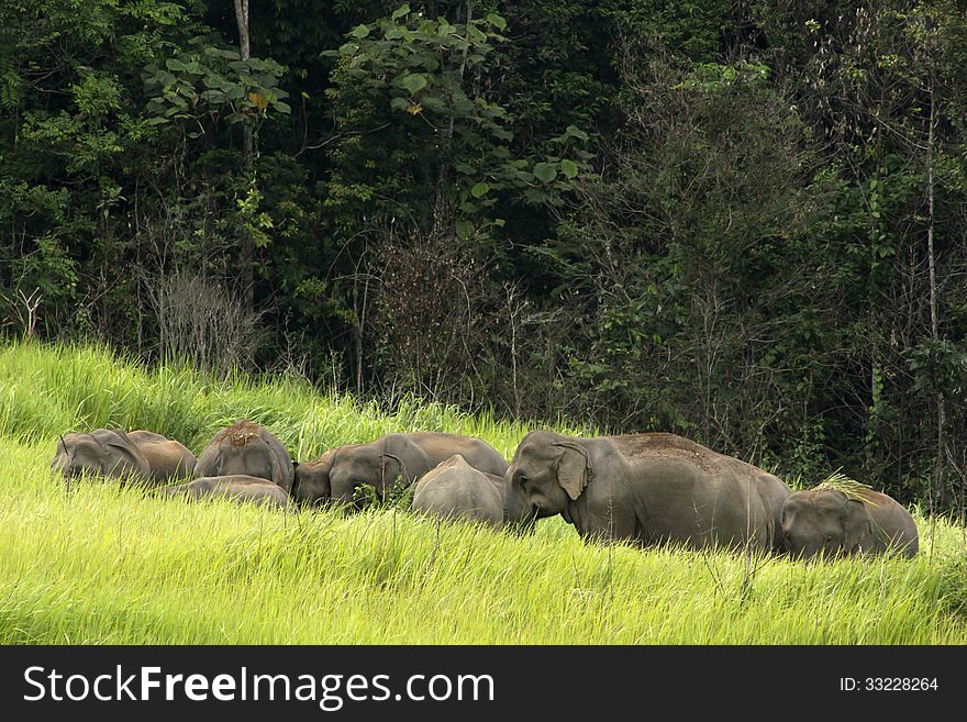 Khao Yai National Park, Thailand elephant eat a lot of deals together in the rainy season. Khao Yai National Park, Thailand elephant eat a lot of deals together in the rainy season.