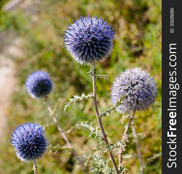 Wild thorn covered landscape with blue balls